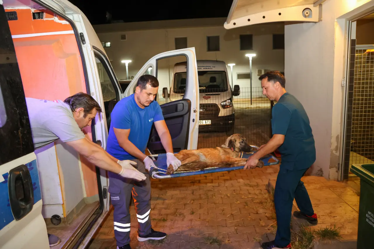 Alevlerin Arasından Kurtarıldılar: Aksu’da 105 Köpek Koruma Altına Alındı 5