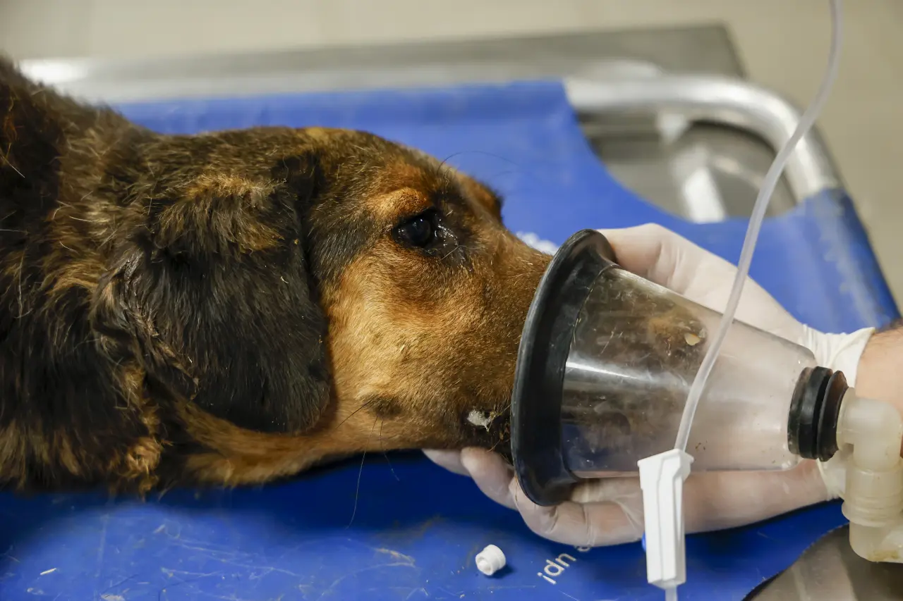 Alevlerin Arasından Kurtarıldılar: Aksu’da 105 Köpek Koruma Altına Alındı 1