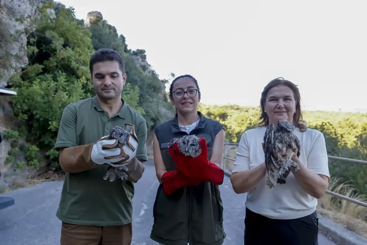 Antalya'da Ölüme Terk Edilmişlerdi! 3 Alaca Baykuş Yavrusu Gökyüzüyle Buluştu 12