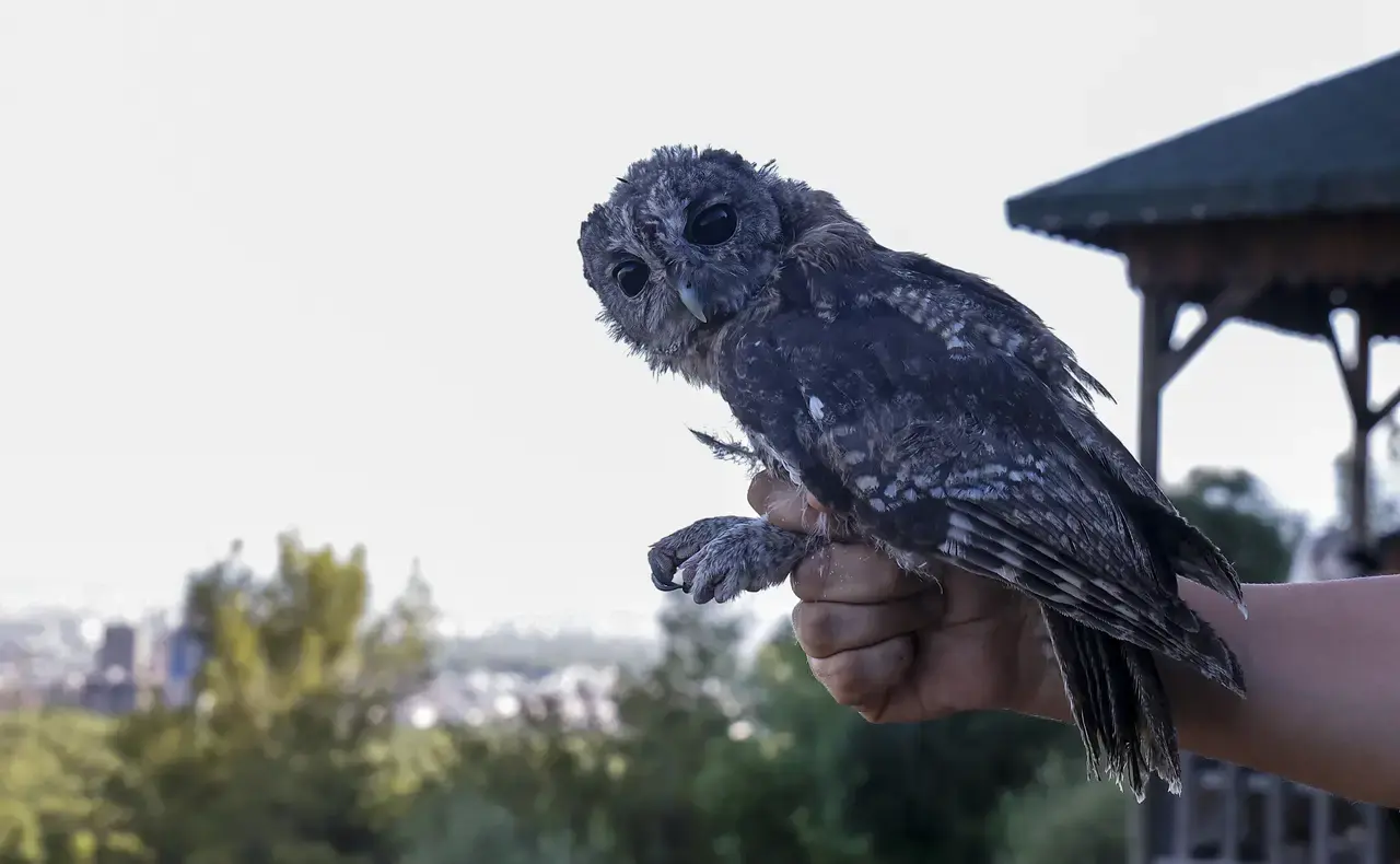 Antalya'da Ölüme Terk Edilmişlerdi! 3 Alaca Baykuş Yavrusu Gökyüzüyle Buluştu 1