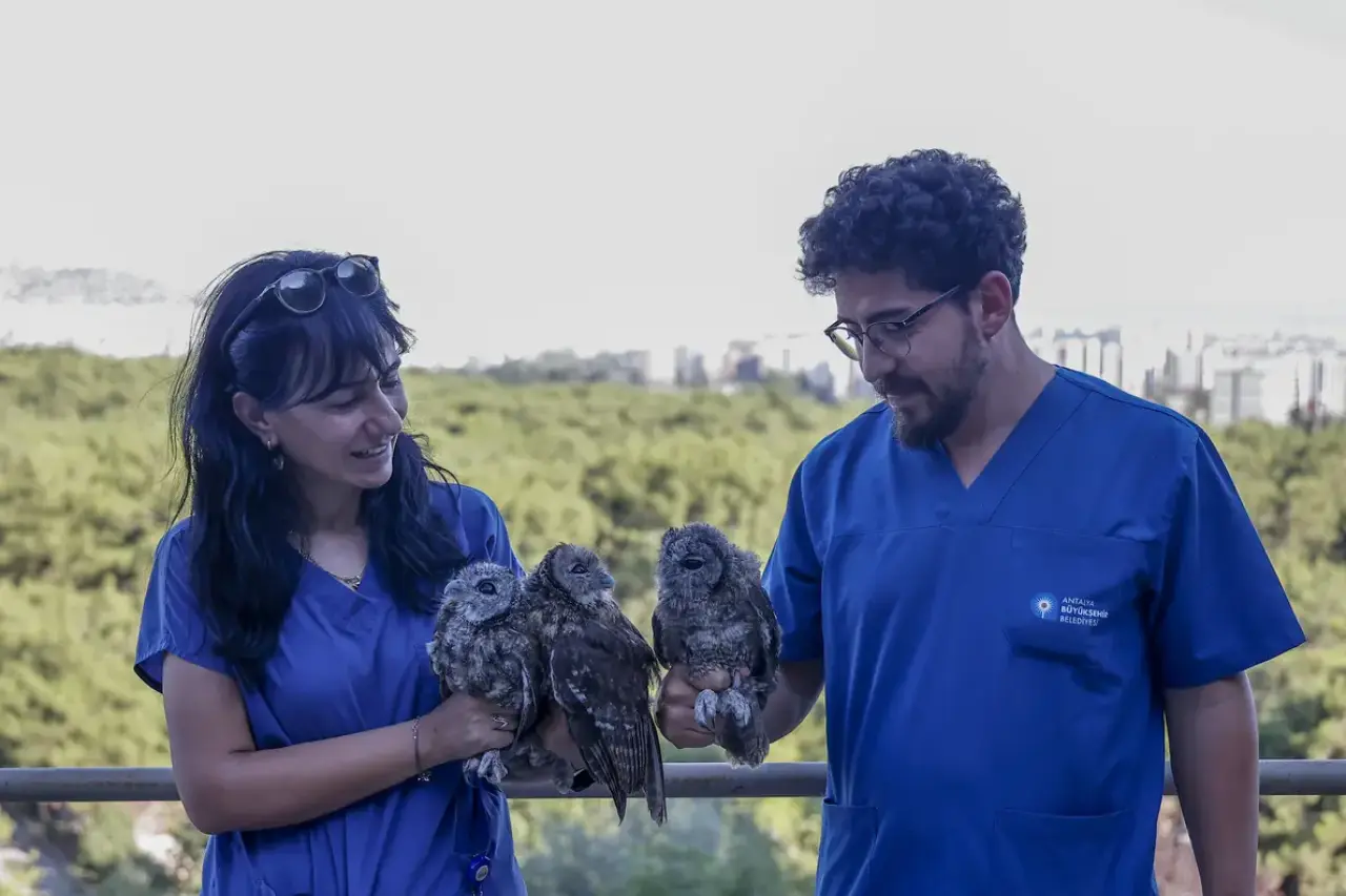 Antalya'da Ölüme Terk Edilmişlerdi! 3 Alaca Baykuş Yavrusu Gökyüzüyle Buluştu 14