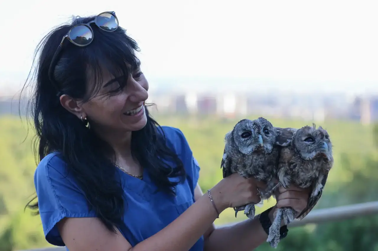 Antalya'da Ölüme Terk Edilmişlerdi! 3 Alaca Baykuş Yavrusu Gökyüzüyle Buluştu 9