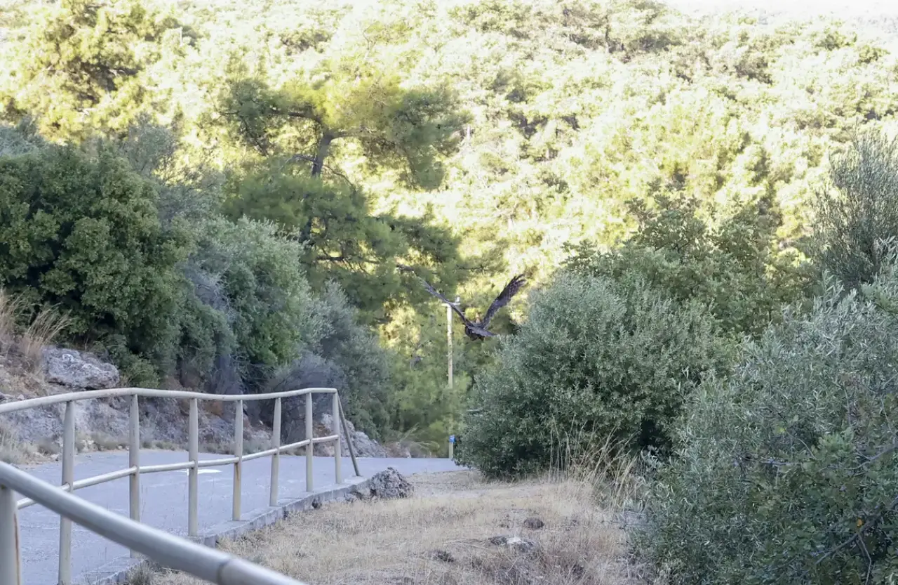 Antalya'da Ölüme Terk Edilmişlerdi! 3 Alaca Baykuş Yavrusu Gökyüzüyle Buluştu 3