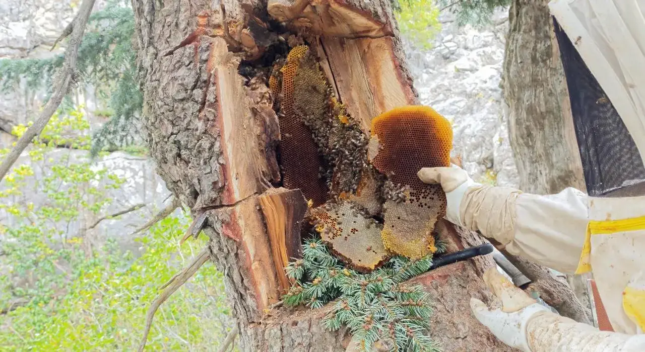 Bal Avcısı Akseki'de Kaçan Arıların İzini Sürüyor! Kilosunu 8 Binden Satıyor 6