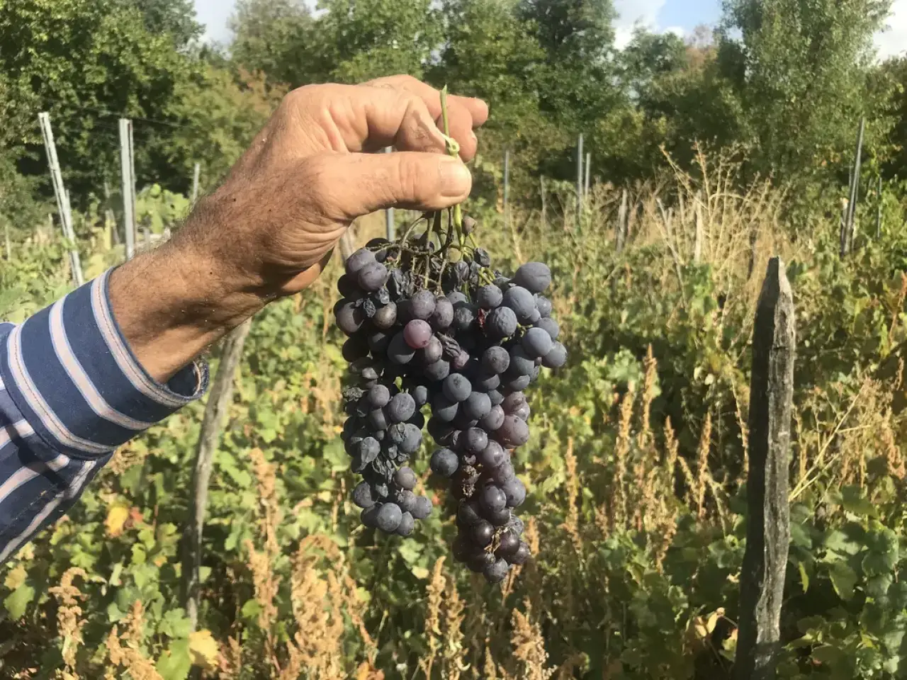 İbradı'da Asırlık Bağların Şifalı Pekmezi Bakır Kazanlarda Kaynıyor: Kilogramı 500 TL 2