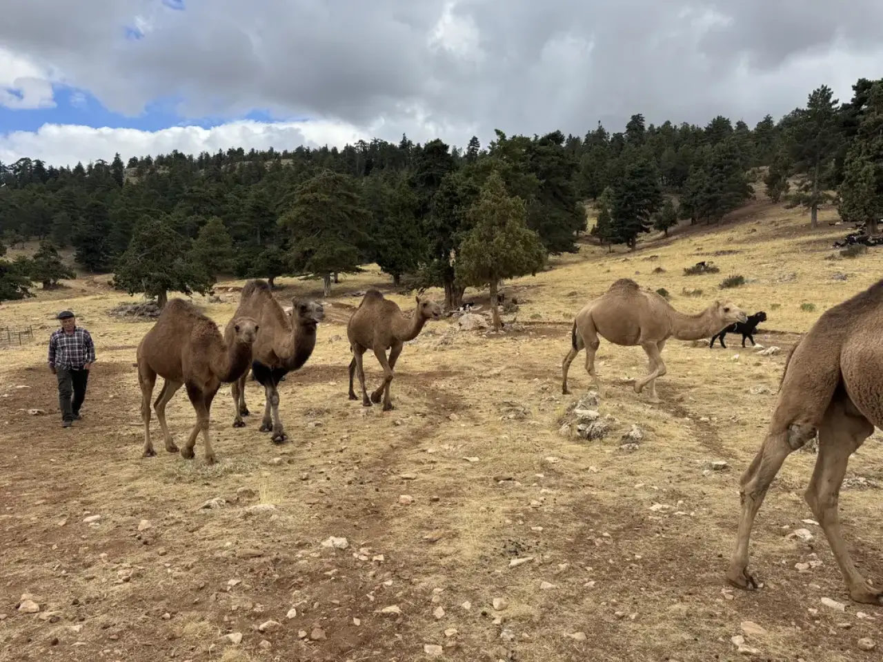 Sarıkeçililerin Son Devecisi 'Kuş Ali' Asırlık Göç Geleneğini Yaşatıyor 6
