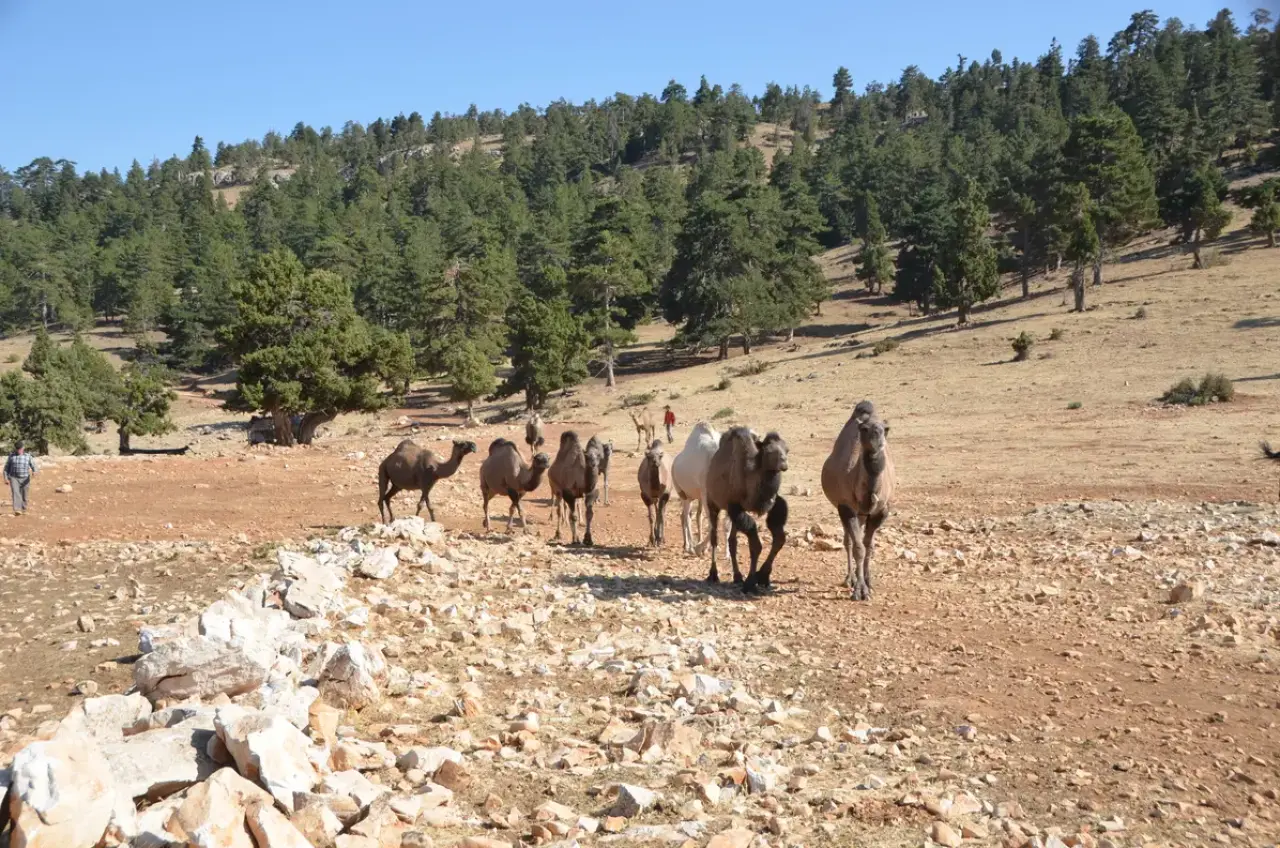 Sarıkeçililerin Son Devecisi 'Kuş Ali' Asırlık Göç Geleneğini Yaşatıyor 9