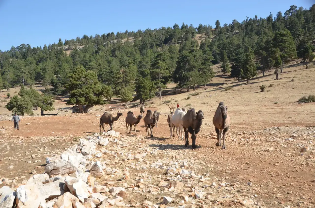 Sarıkeçililerin Son Devecisi 'Kuş Ali' Asırlık Göç Geleneğini Yaşatıyor 1