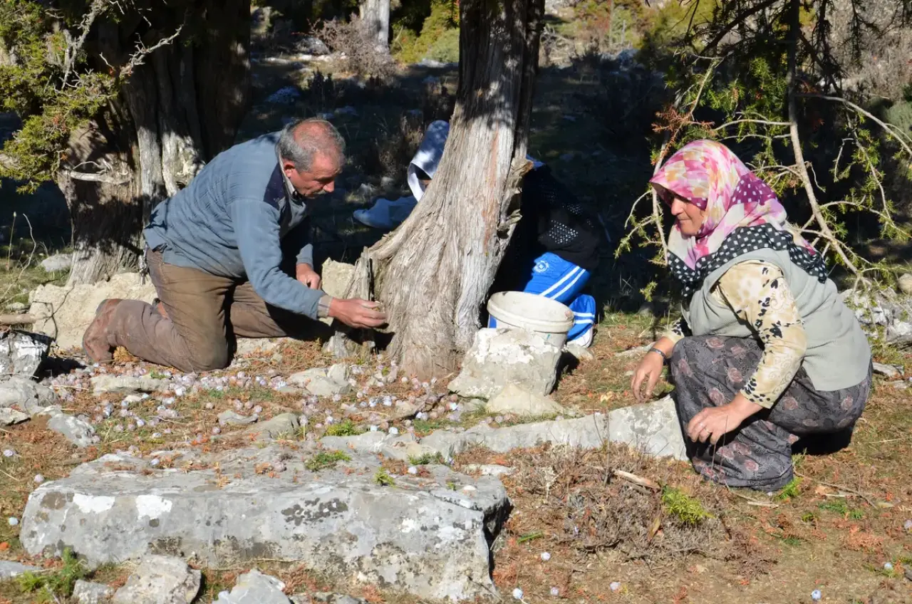 Akseki'de 5 Kilo Kozalaktan Sadece 1 Kilo Çıkarılıyor! Kilosu 500 Lira 1