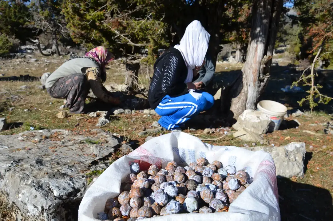 Akseki'de 5 Kilo Kozalaktan Sadece 1 Kilo Çıkarılıyor! Kilosu 500 Lira 7
