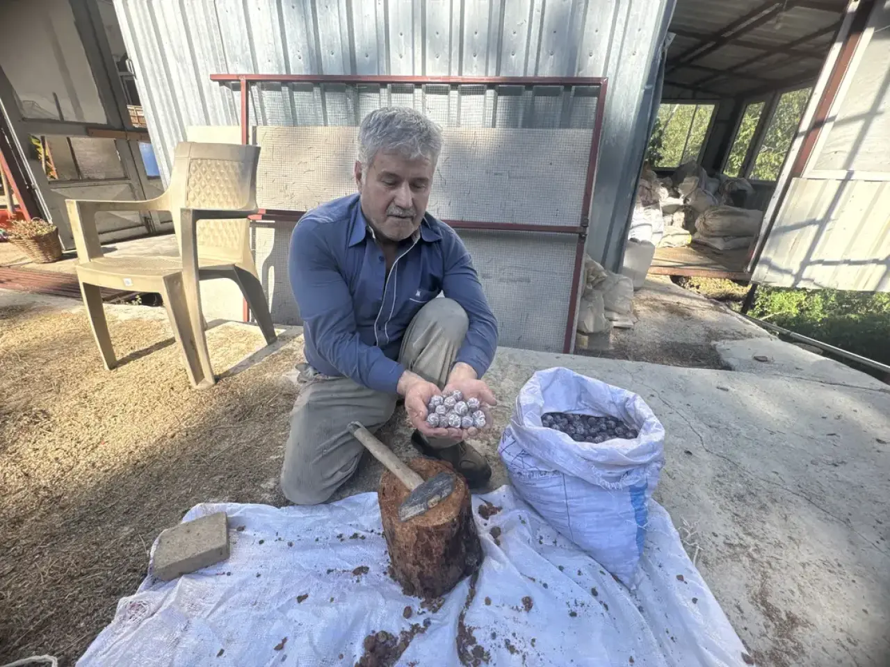 Akseki'de 5 Kilo Kozalaktan Sadece 1 Kilo Çıkarılıyor! Kilosu 500 Lira 4