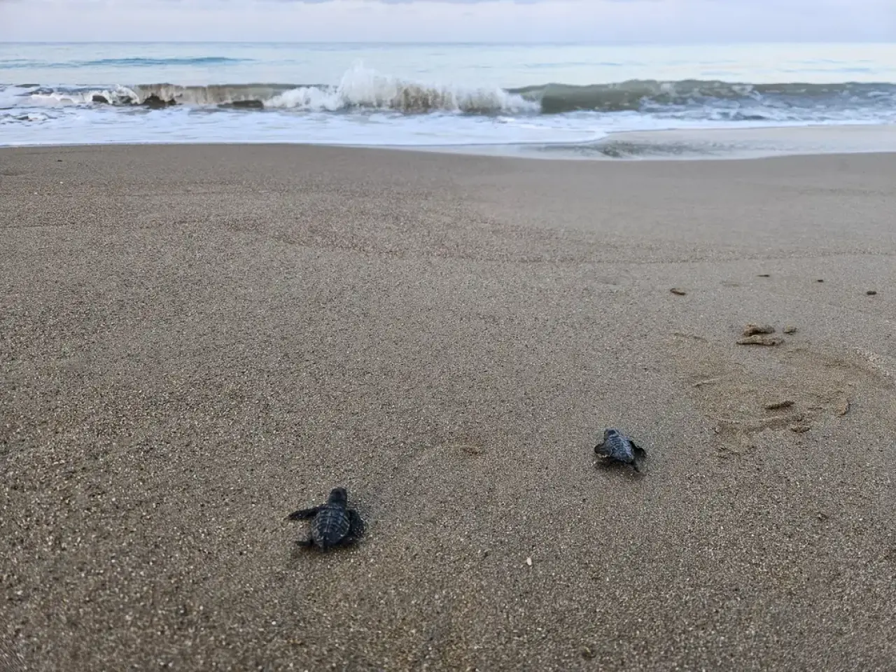 Belek'te Sezon Bitti, Nöbet Bitmedi: 100 Bin Caretta Akdeniz'le Buluştu 4