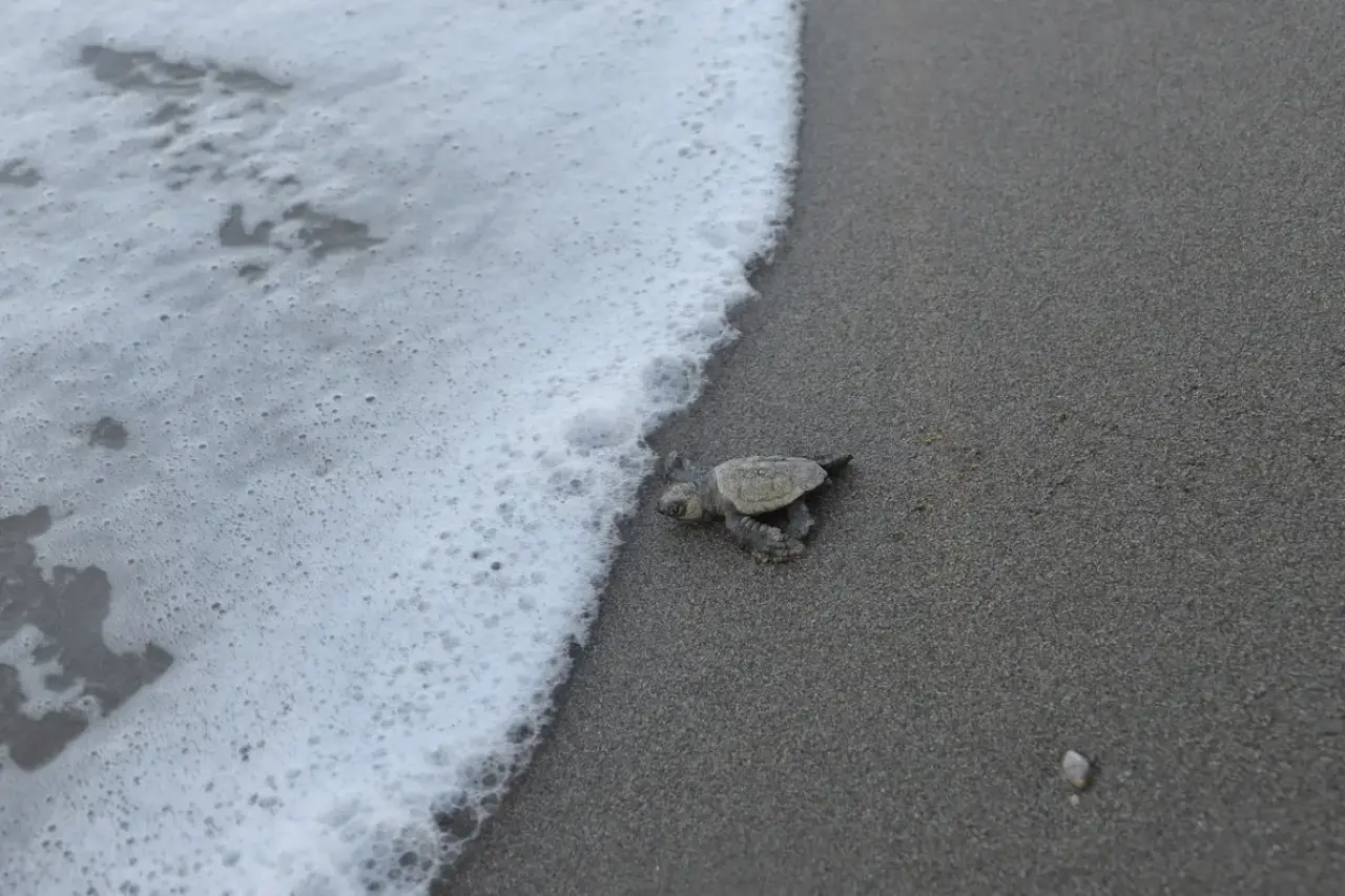 Belek'te Sezon Bitti, Nöbet Bitmedi: 100 Bin Caretta Akdeniz'le Buluştu 6