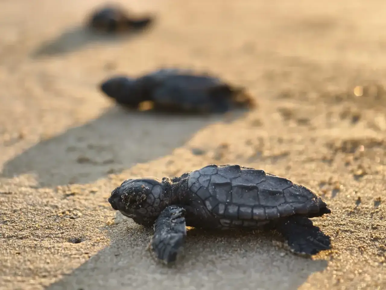 Belek'te Sezon Bitti, Nöbet Bitmedi: 100 Bin Caretta Akdeniz'le Buluştu 1