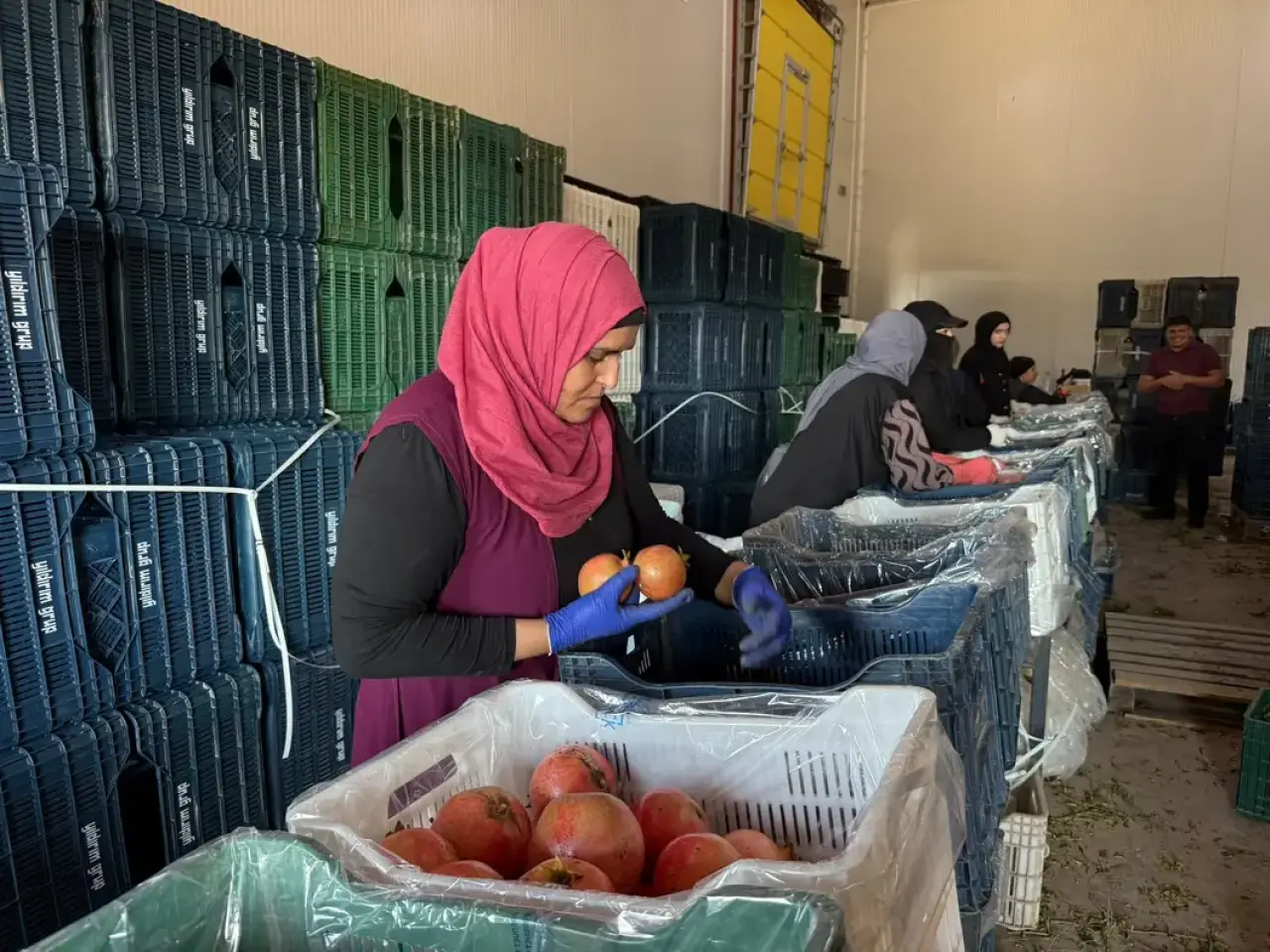 Serik'te Yağış Alarmıyla Nar Hasadı Erken Başladı Tarlada Kilosu 30 TL 10