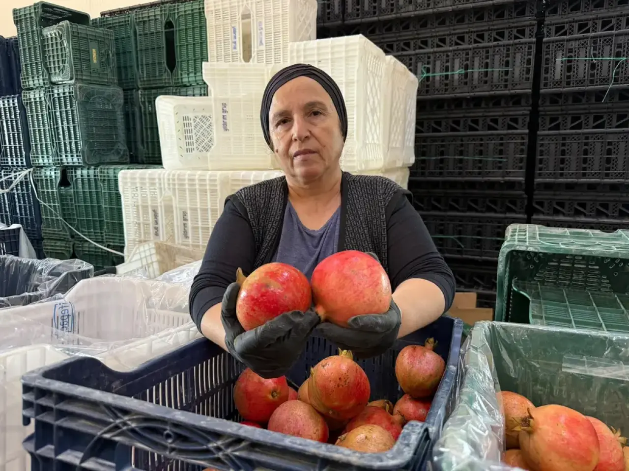 Serik'te Yağış Alarmıyla Nar Hasadı Erken Başladı Tarlada Kilosu 30 TL 9
