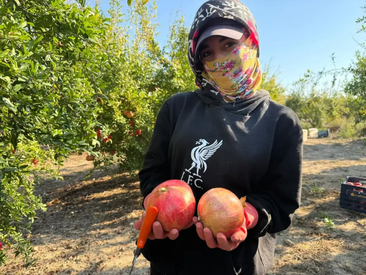 Serik'te Yağış Alarmıyla Nar Hasadı Erken Başladı Tarlada Kilosu 30 TL 5