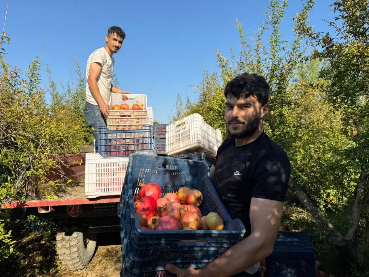 Serik'te Yağış Alarmıyla Nar Hasadı Erken Başladı Tarlada Kilosu 30 TL 6