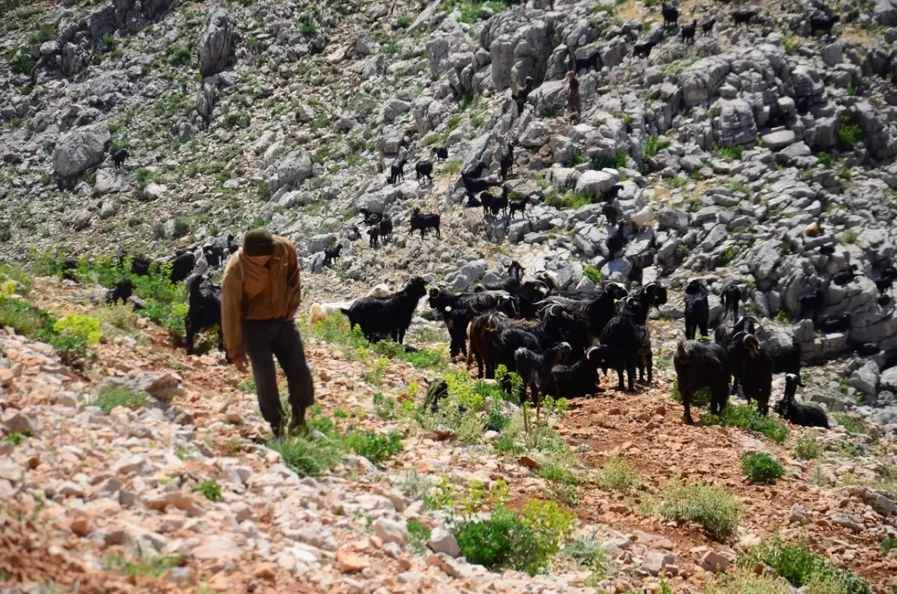 Toroslar'da Asırlık Göç Başladı: Yörüklerin 10 Günlük Zorlu Yolculuğu 7