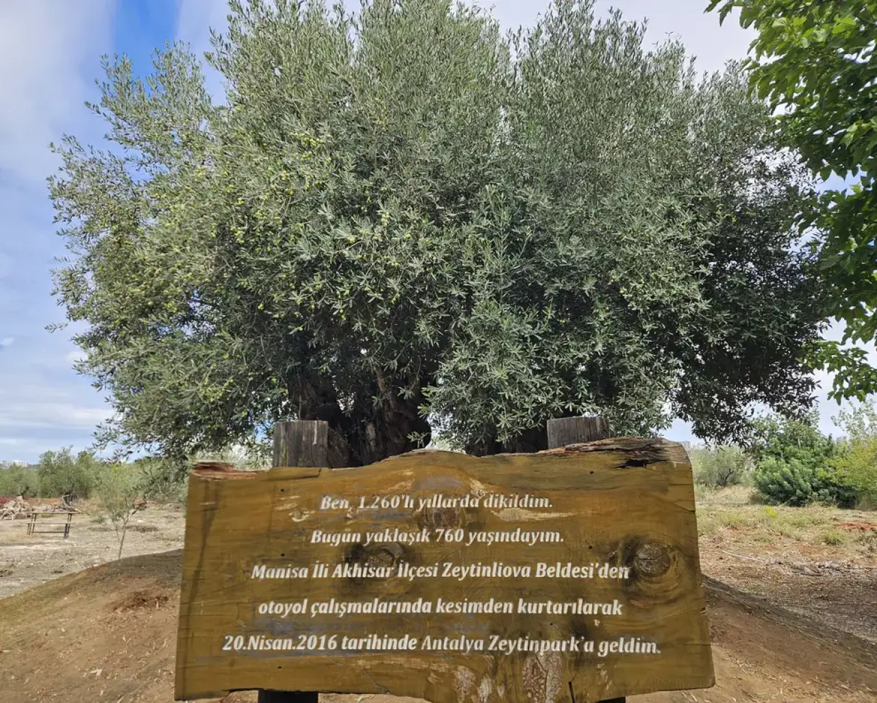 Zeytinpark'taki 1200 ve 800 Yıllık Anıt Ağaçlardan 160 Kilo Hasat Bekleniyor 3