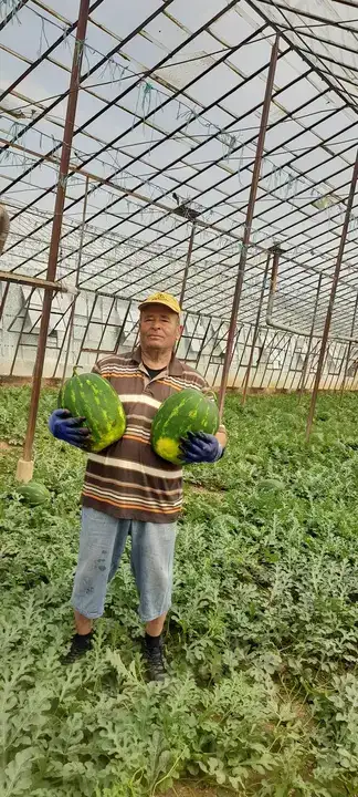 antalyada-yilin-ilk-yerli-karpuzu-tezgahta