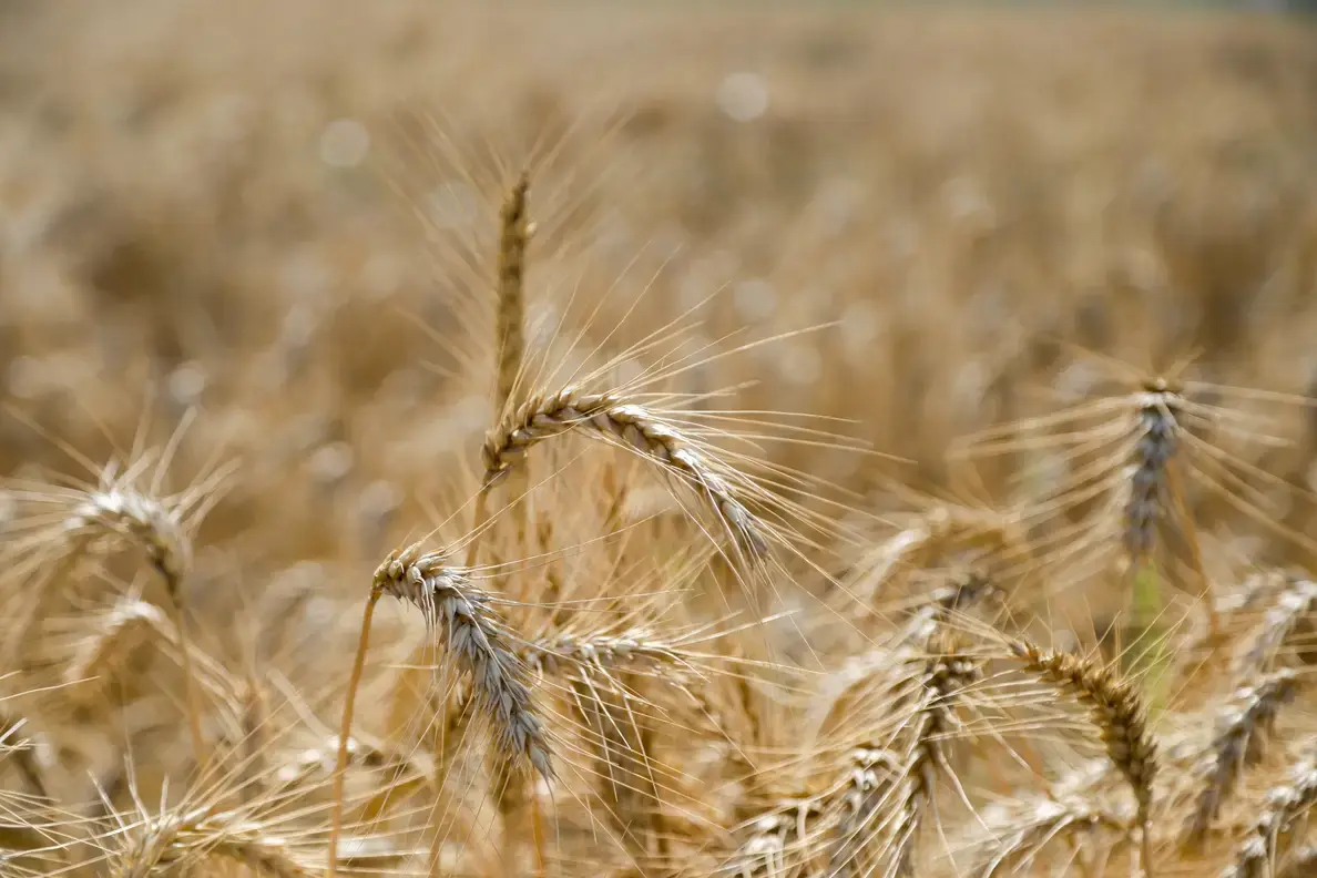 Tarım